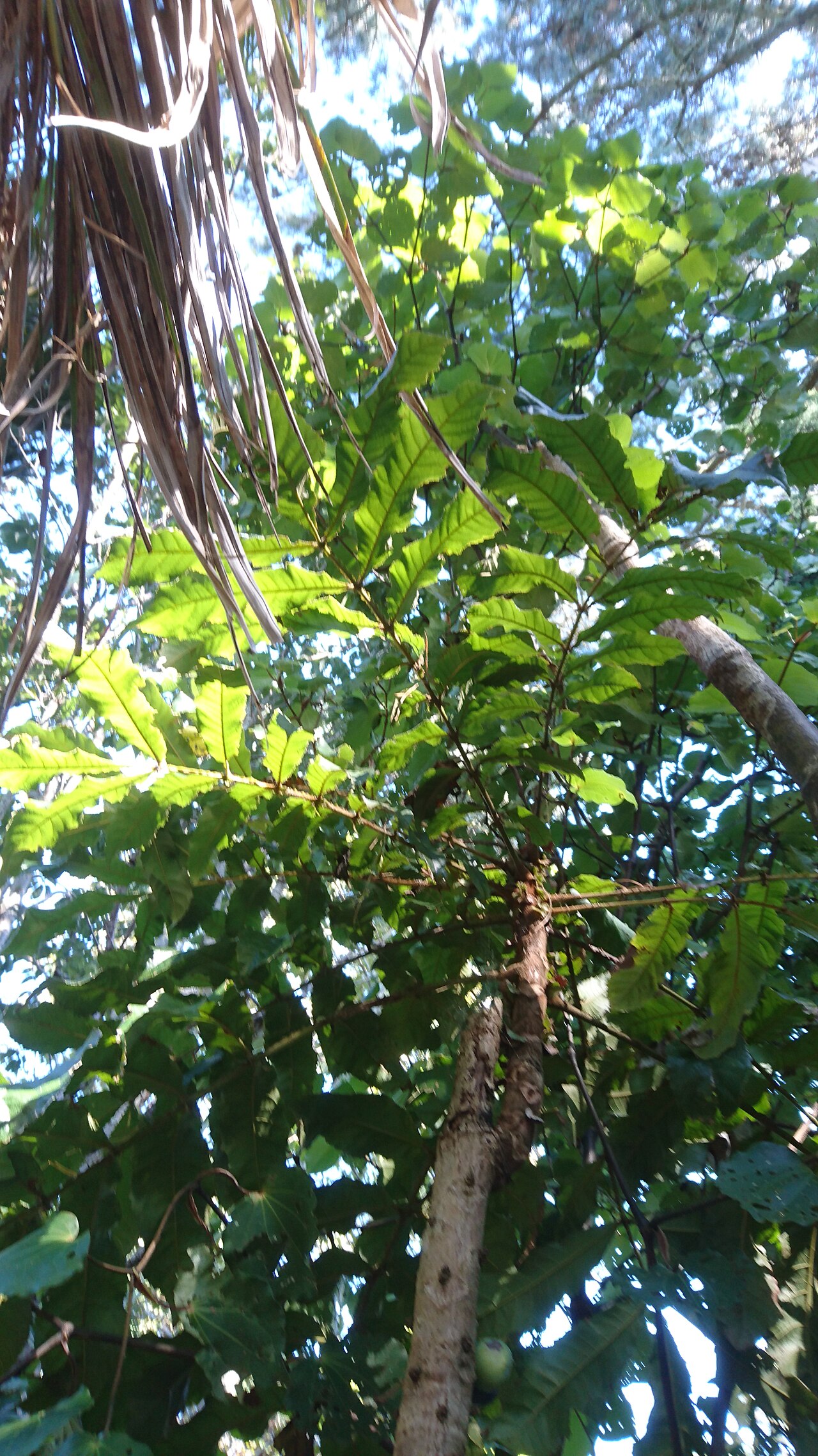 Davidson's plum (Davidsonia jerseyana)
