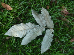 Davidson's plum (Davidsonia pruriens)