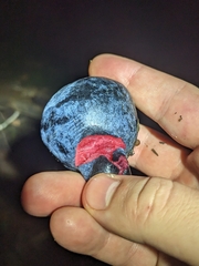 Davidson's plum (Davidsonia pruriens)