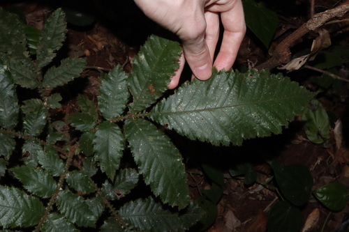 Davidson's plum (Davidsonia pruriens)