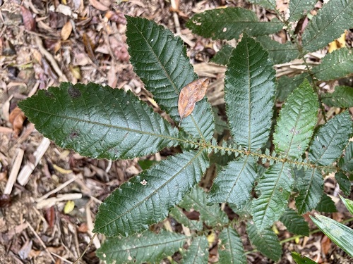 Davidson's plum (Davidsonia pruriens)