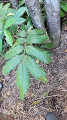 Davidson's plum (Davidsonia pruriens)