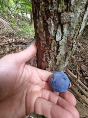 Davidson's plum (Davidsonia pruriens)
