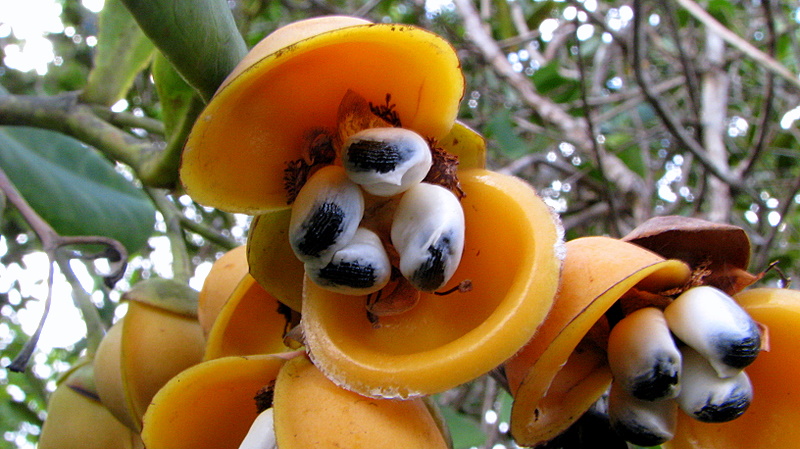 Davilla sessilifolia: Davilla sessilifolia Fraga