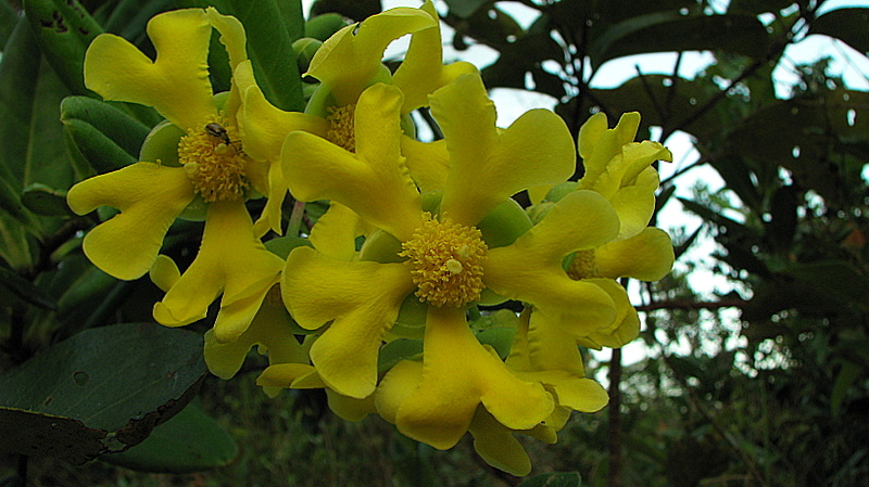 Davilla sessilifolia: Davilla sessilifolia Fraga