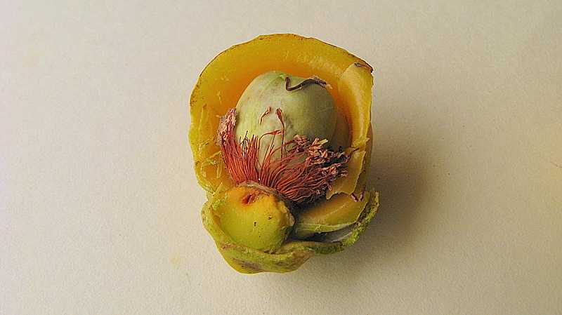 Davilla sessilifolia: Davilla sessilifolia Fraga