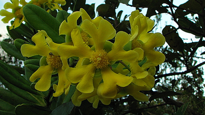 Davilla sessilifolia: Davilla sessilifolia Fraga
