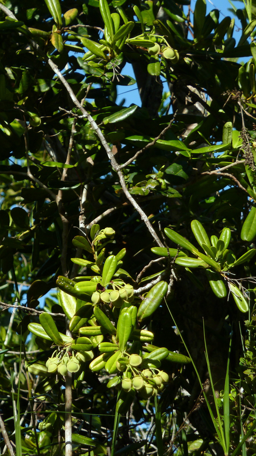 Davilla sessilifolia: Davilla sessilifolia Fraga