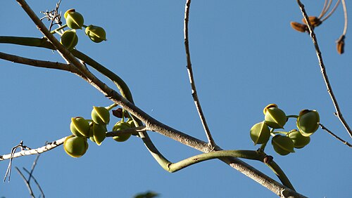 Davilla sessilifolia: Davilla sessilifolia Fraga