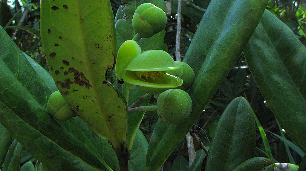 Davilla sessilifolia: Davilla sessilifolia Fraga