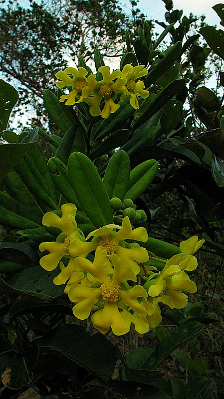 Davilla sessilifolia: Davilla sessilifolia Fraga