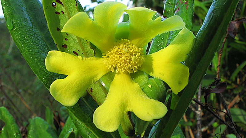Davilla sessilifolia: Davilla sessilifolia Fraga