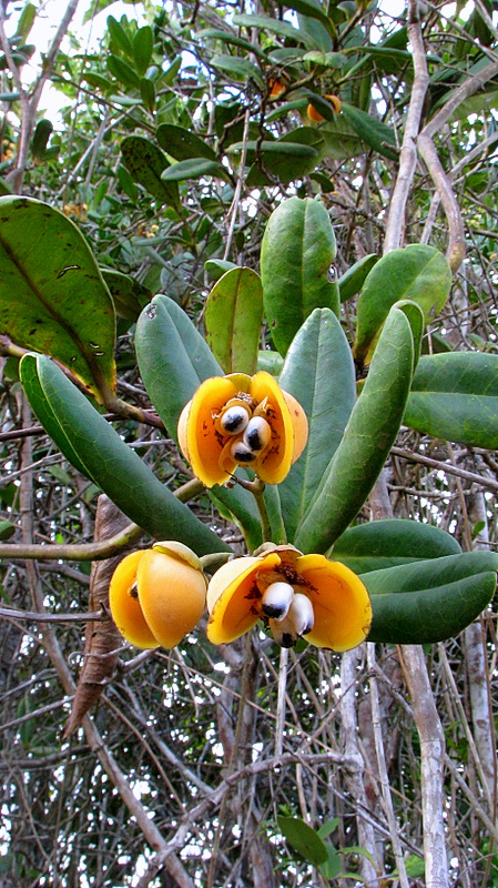 Davilla sessilifolia: Davilla sessilifolia Fraga