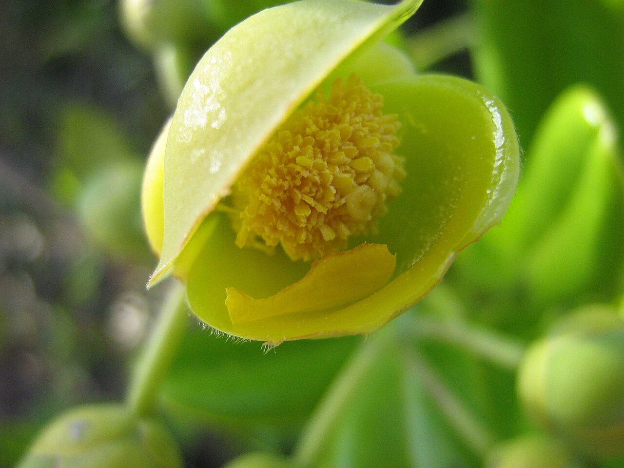 Davilla sessilifolia: Davilla sessilifolia Fraga