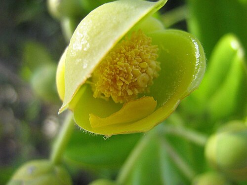 Davilla sessilifolia: Davilla sessilifolia Fraga