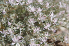 Havard's ipomopsis (Dayia havardii)
