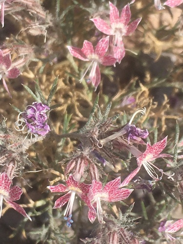 Havard's ipomopsis (Dayia havardii)