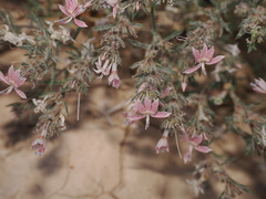 Havard's ipomopsis (Dayia havardii)