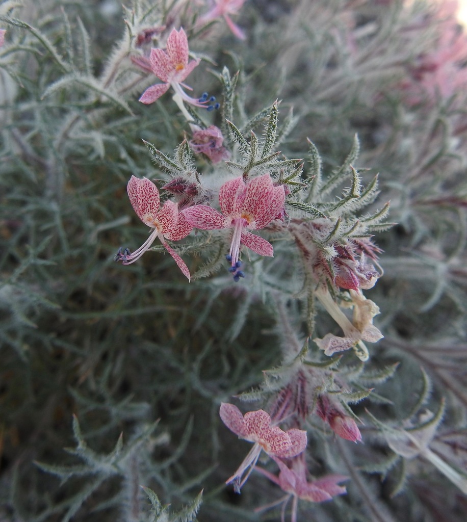 Havard's ipomopsis (Dayia havardii)