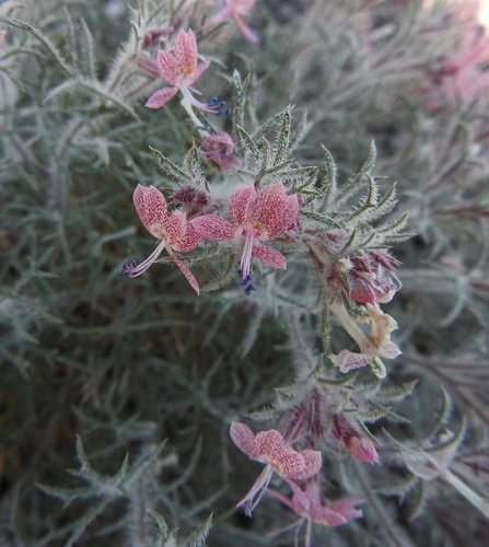 Havard's ipomopsis (Dayia havardii)