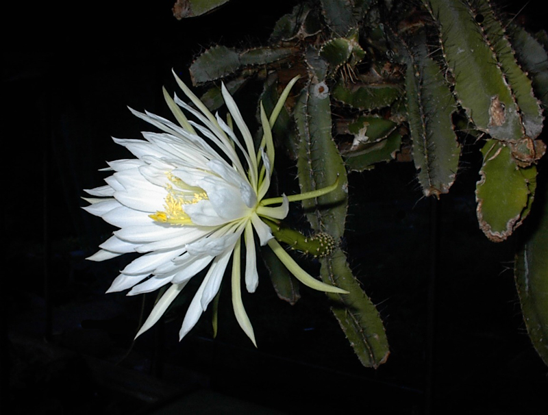 Deamia testudo: Strophocactus testudo