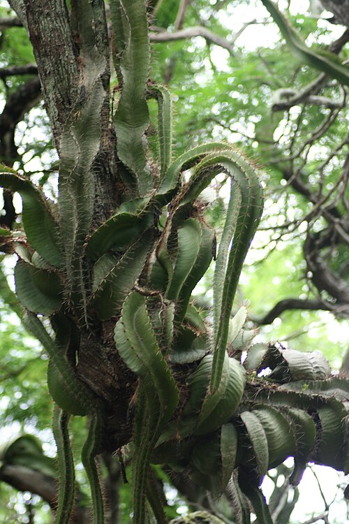 Deamia testudo: Strophocactus testudo