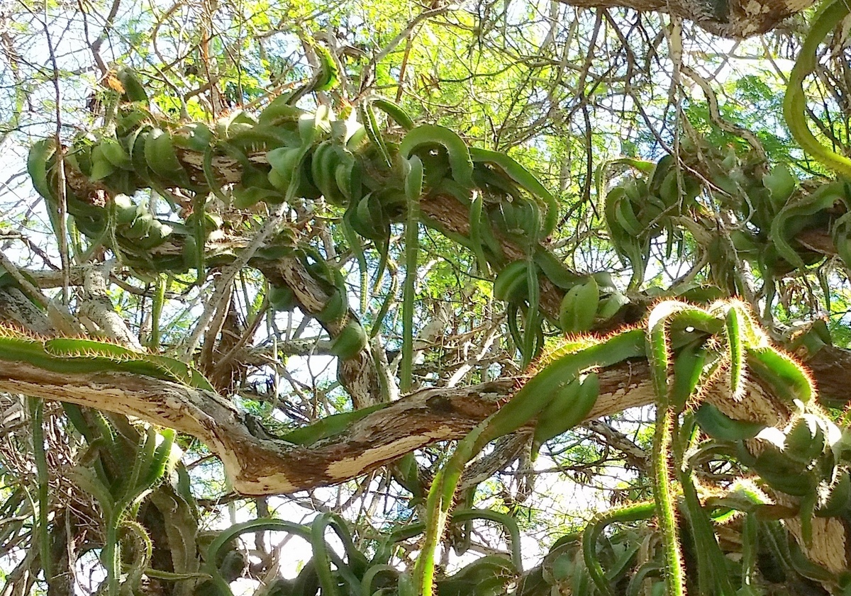 Deamia testudo: I originally posted: Cactus? Euphorbia trigona? inhabiting a mesquite? tree at Koko Crater BG on O'ahu I hope I'm not jumping the gun renaming this Selenicereus