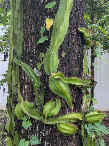 Deamia testudo (Deamia testudo)