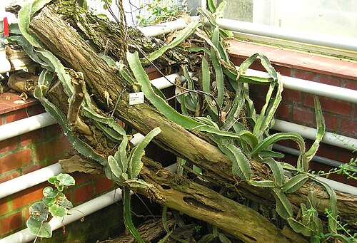 Deamia testudo: Selenicereus testudo Botanischer Garten TU Dresden, April 2009 Creative Commons Licence BY 2.0 Quellenangabe / Credit: Photo by Maja Dumat - flickr.com