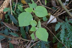 China grass (Debregeasia australis)