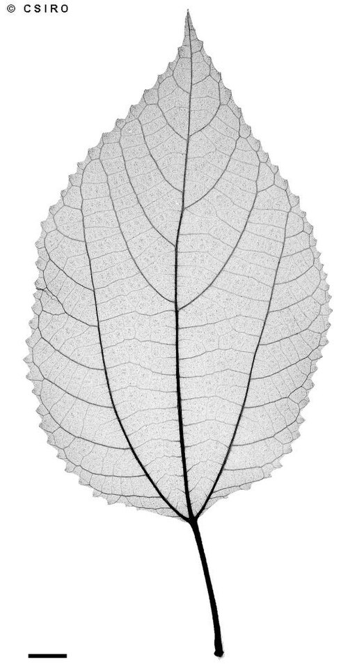 China grass: Debregeasia australis x-ray of leaf