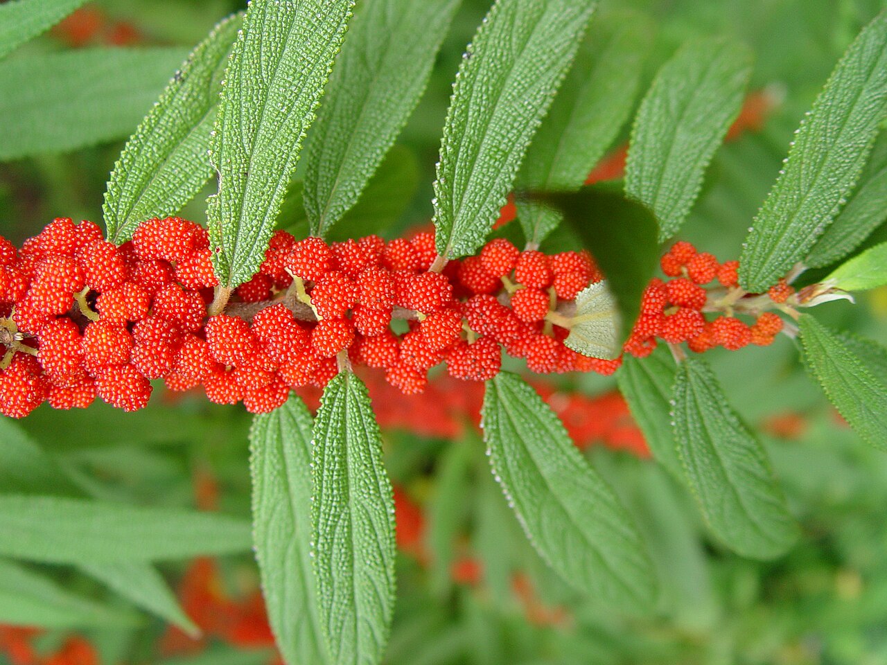 Debregeasia longifolia (Debregeasia longifolia)