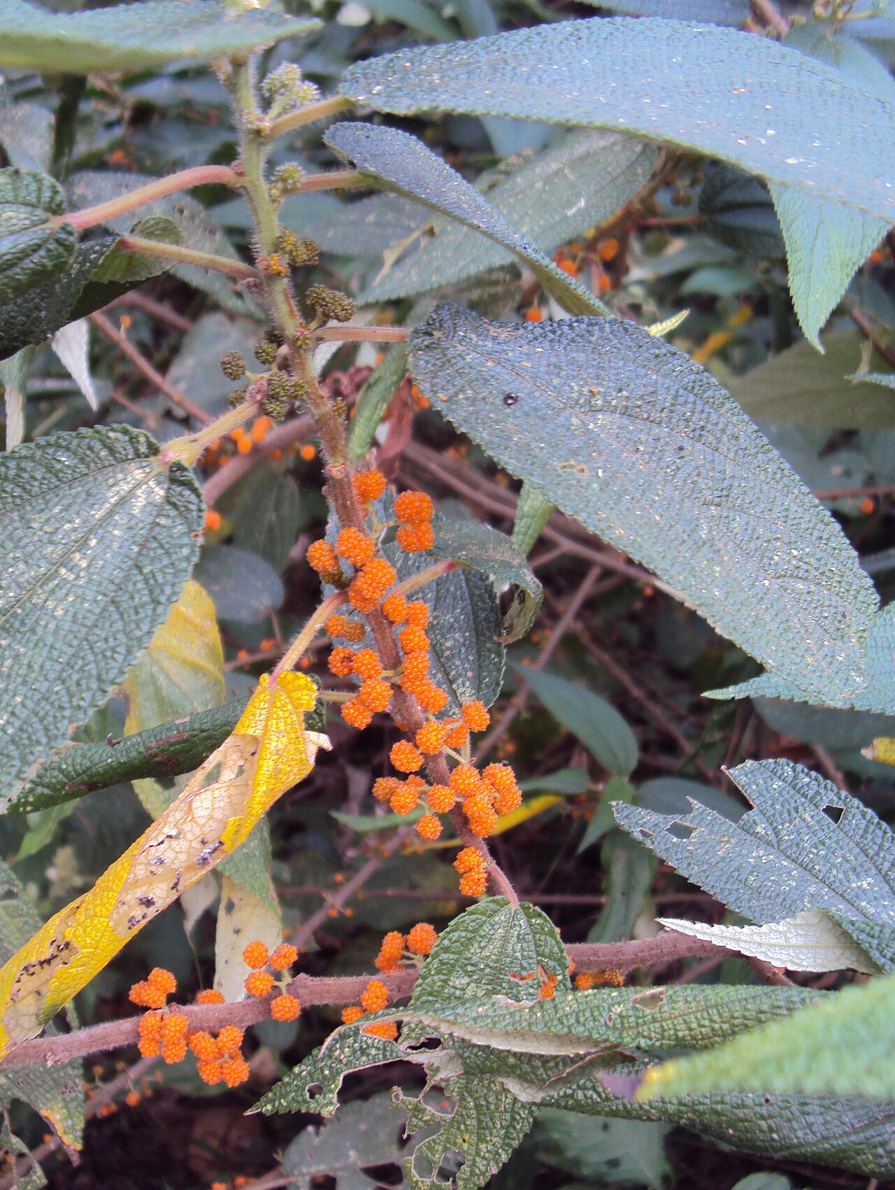 Debregeasia longifolia: Debregeasia longifolia