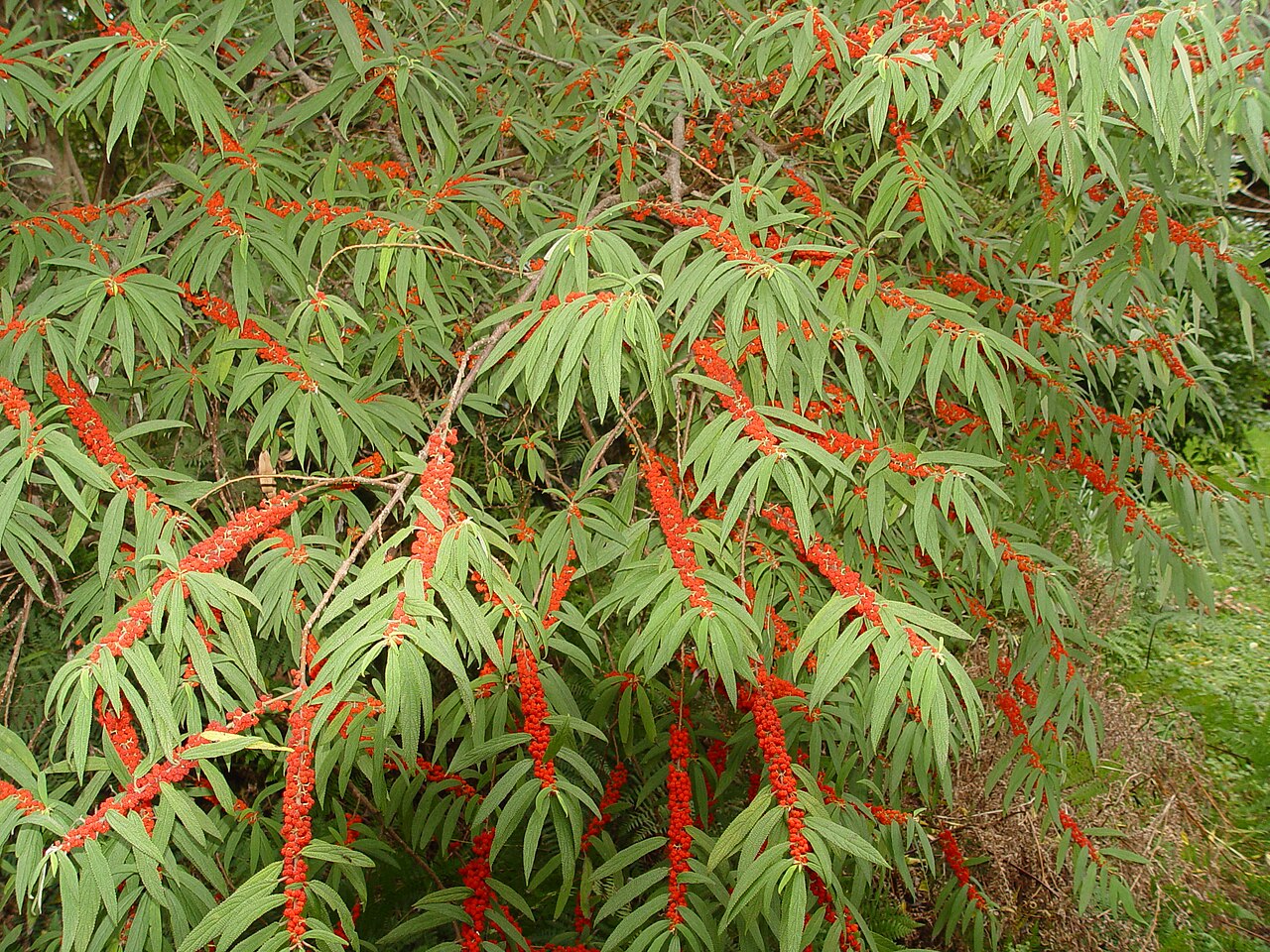 Debregeasia longifolia (Debregeasia longifolia)