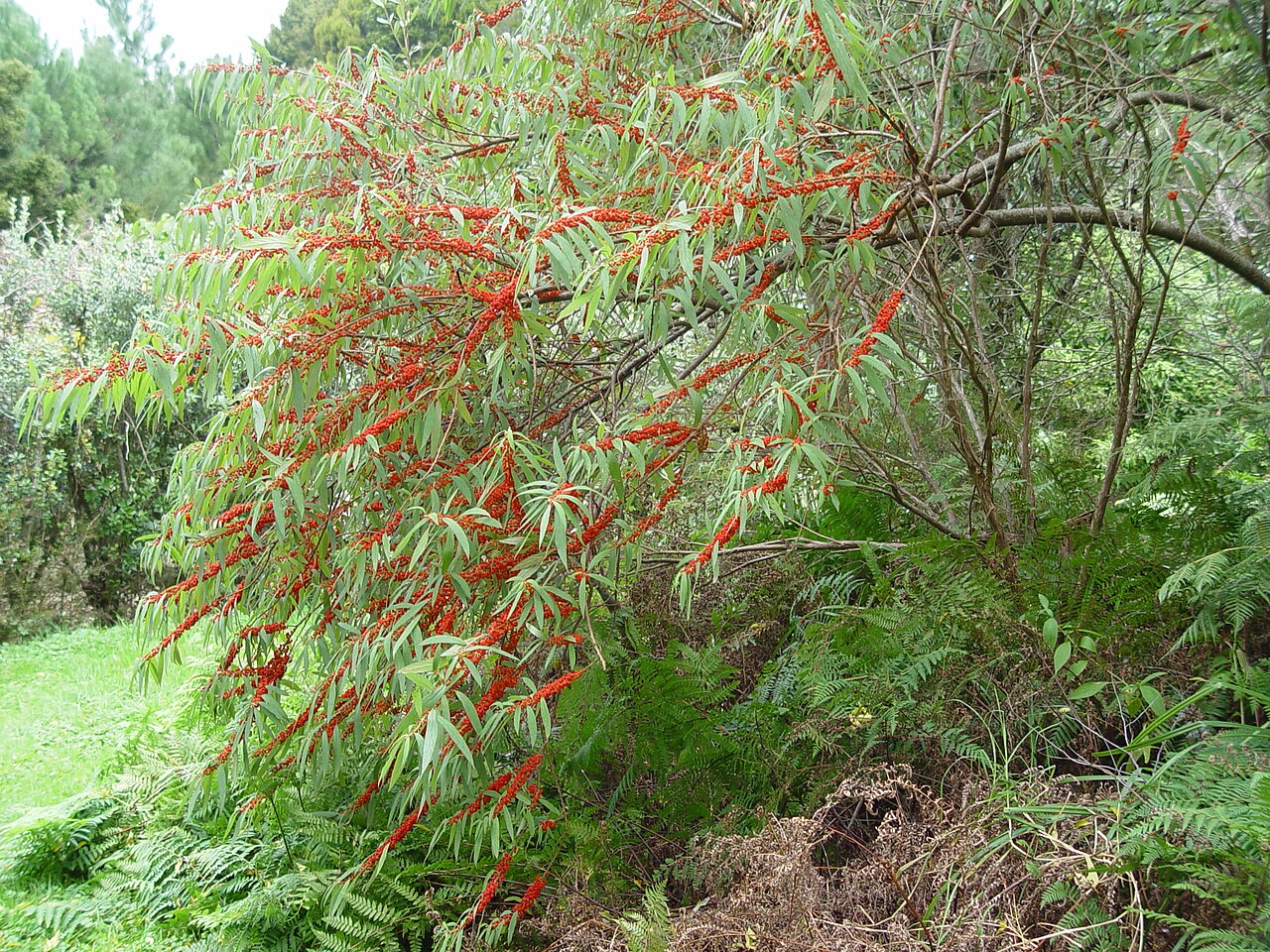 Debregeasia longifolia (Debregeasia longifolia)