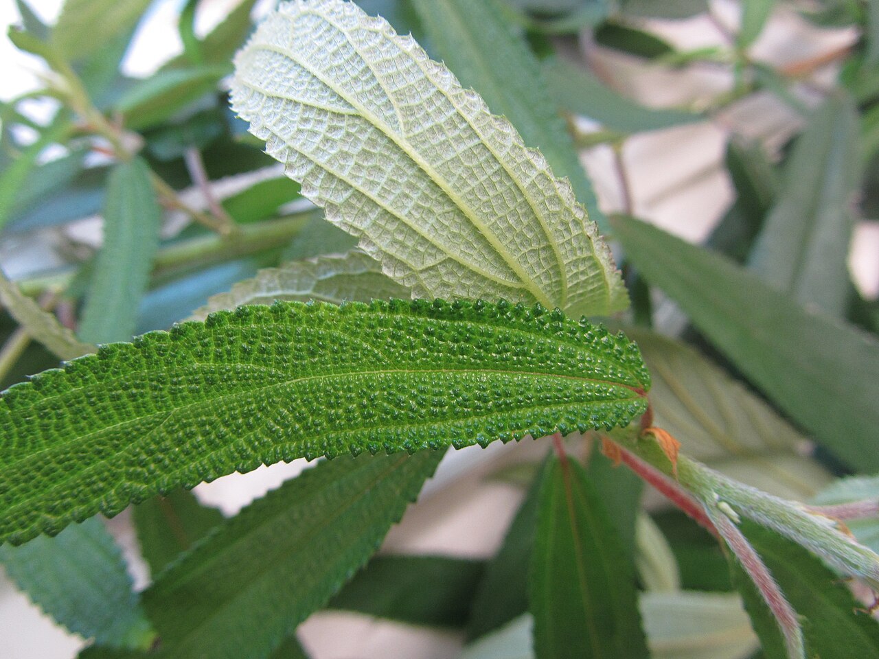 Debregeasia longifolia (Debregeasia longifolia)