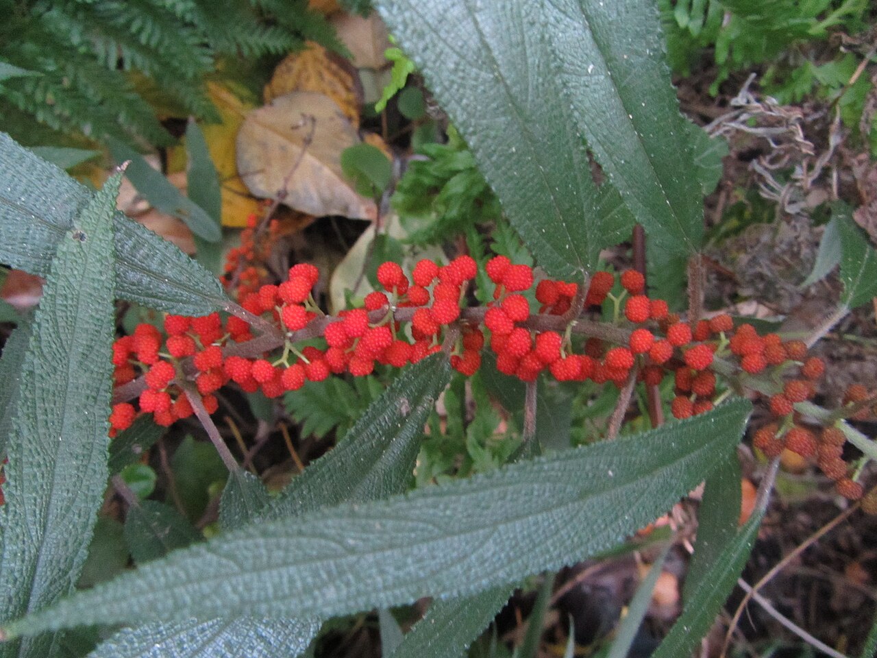 Debregeasia longifolia (Debregeasia longifolia)