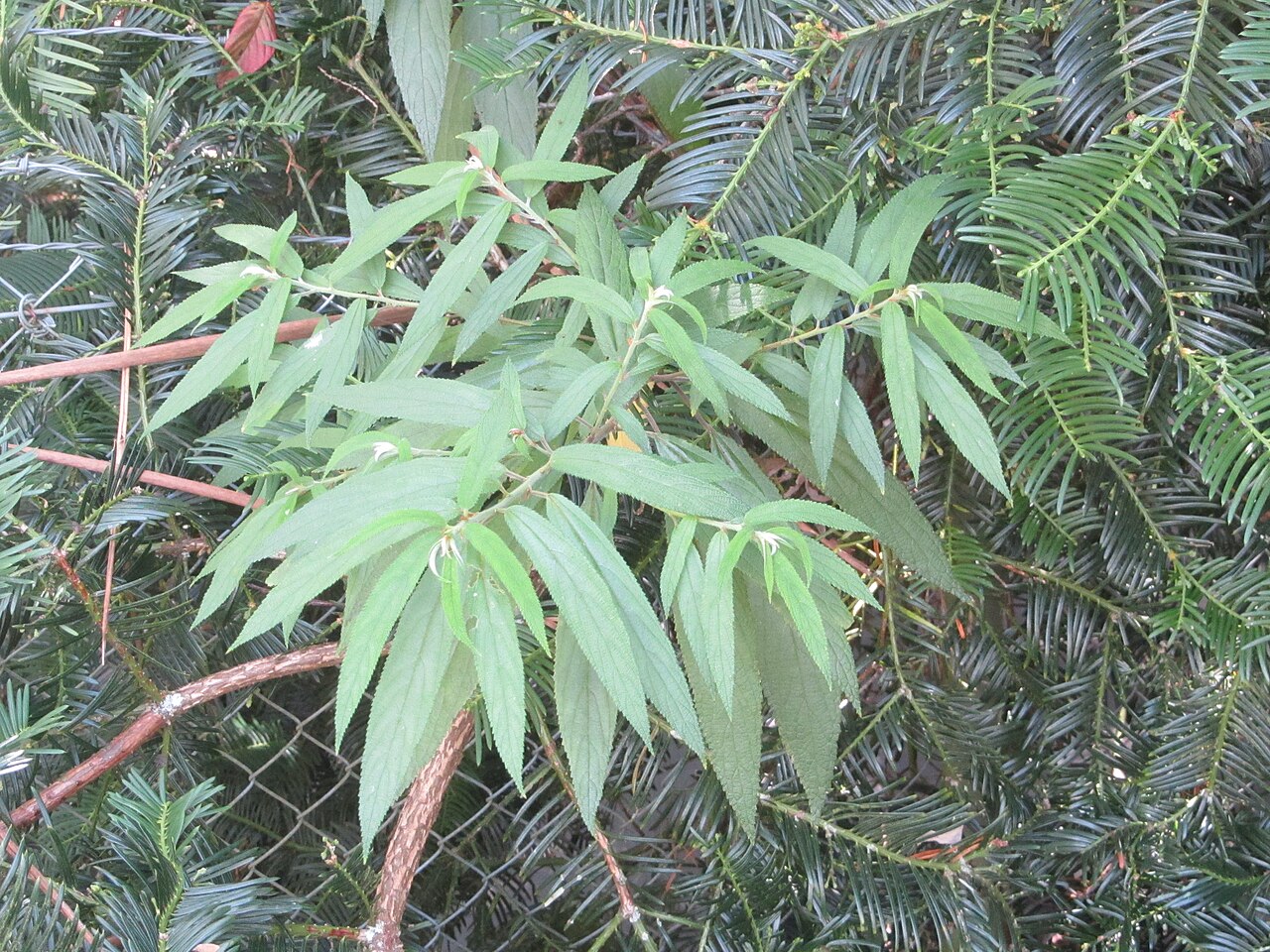 Debregeasia longifolia (Debregeasia longifolia)