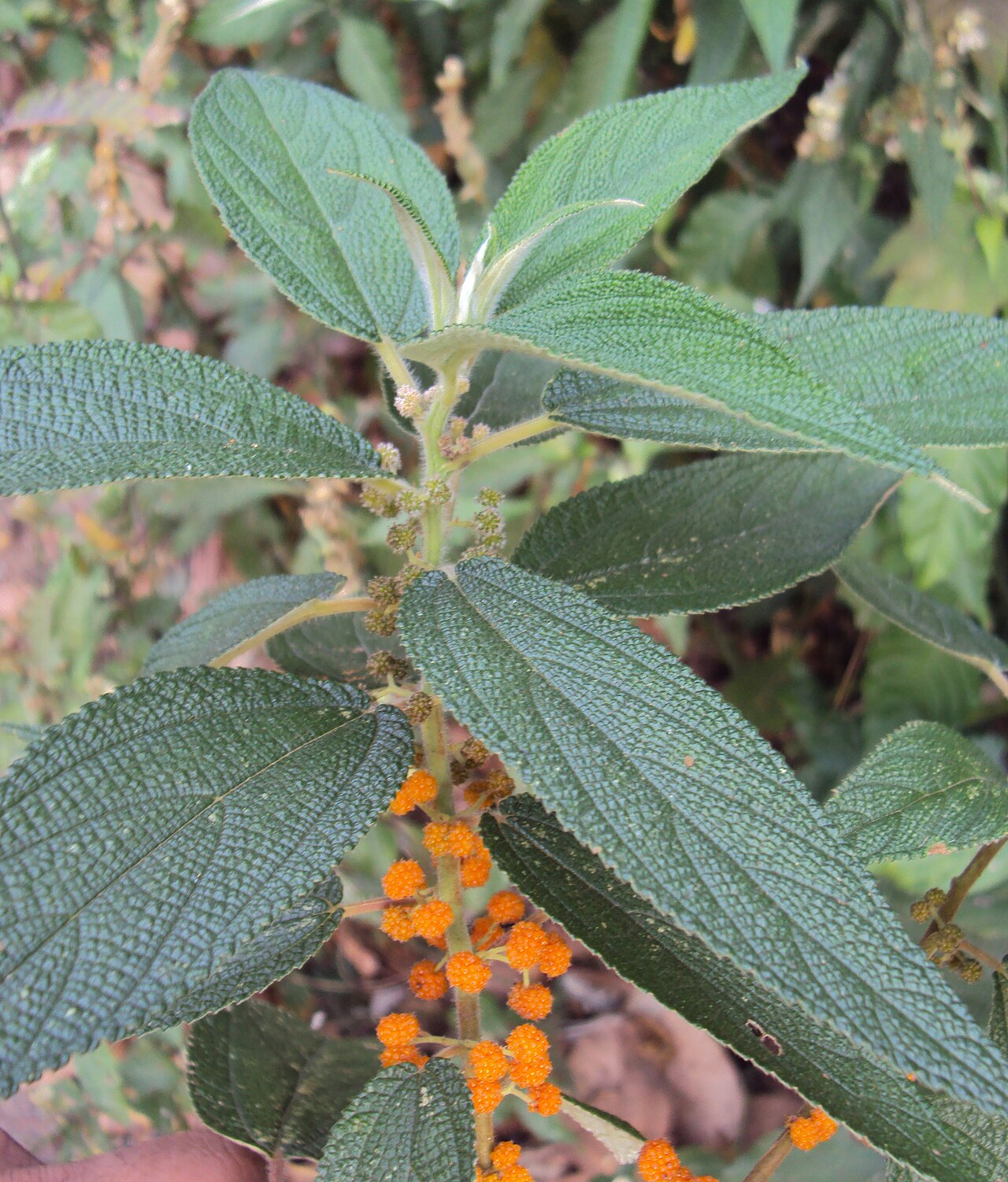 Debregeasia longifolia: Debregeasia longifolia