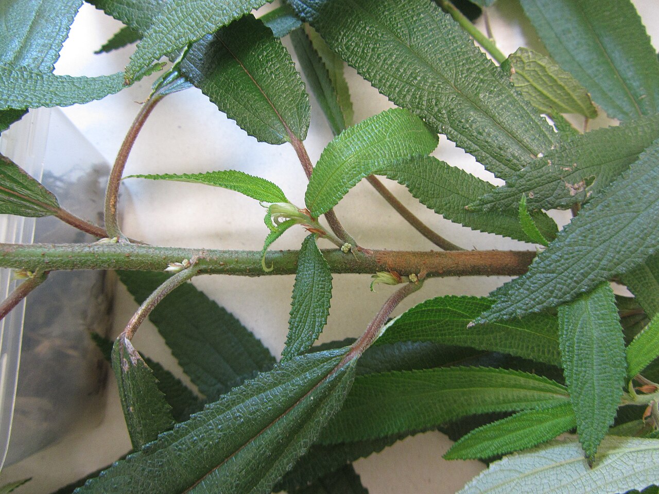 Debregeasia longifolia (Debregeasia longifolia)