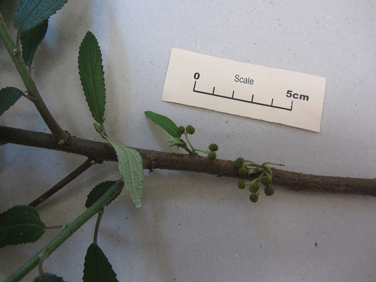 Debregeasia longifolia (Debregeasia longifolia)