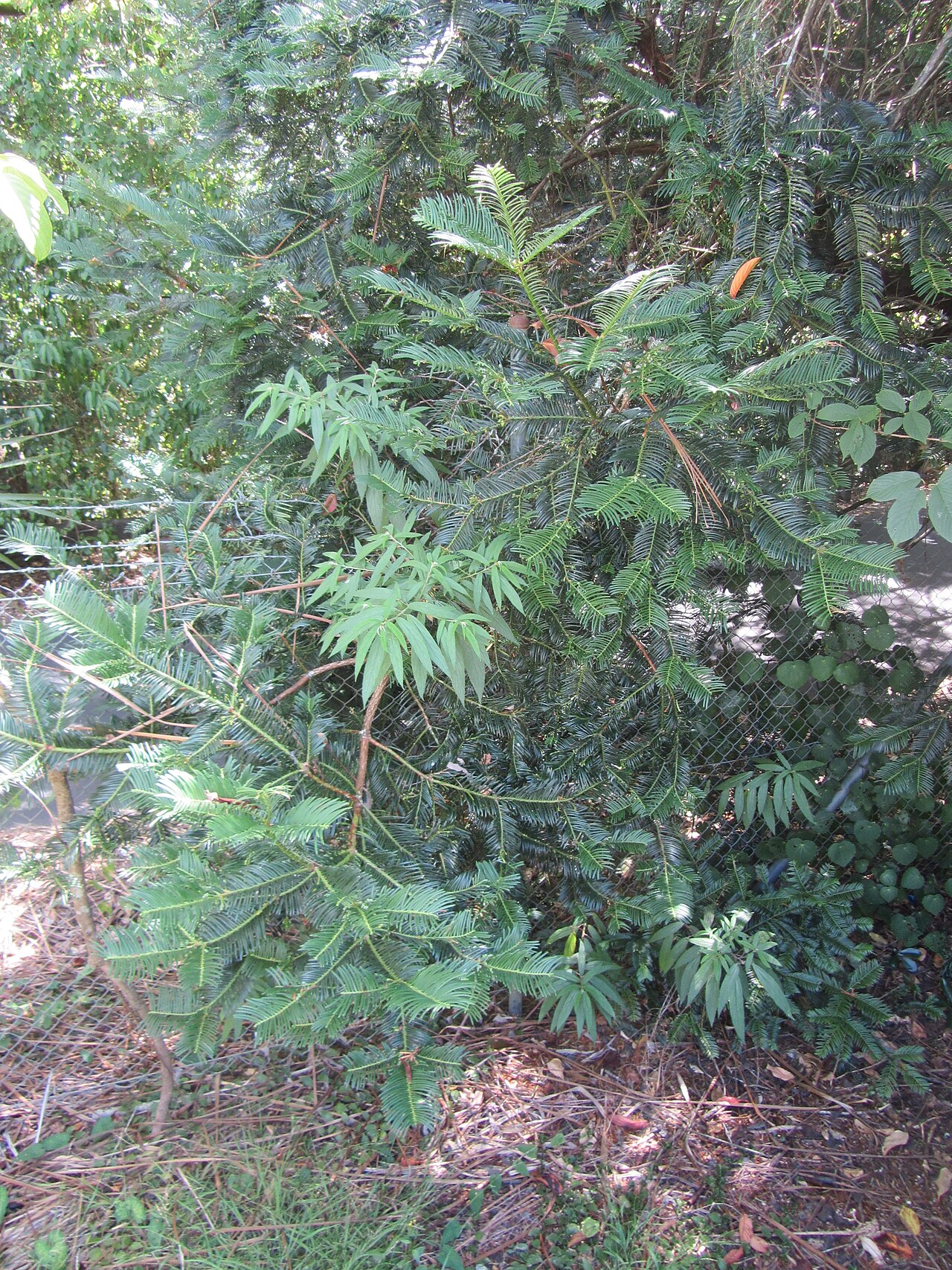 Debregeasia longifolia (Debregeasia longifolia)