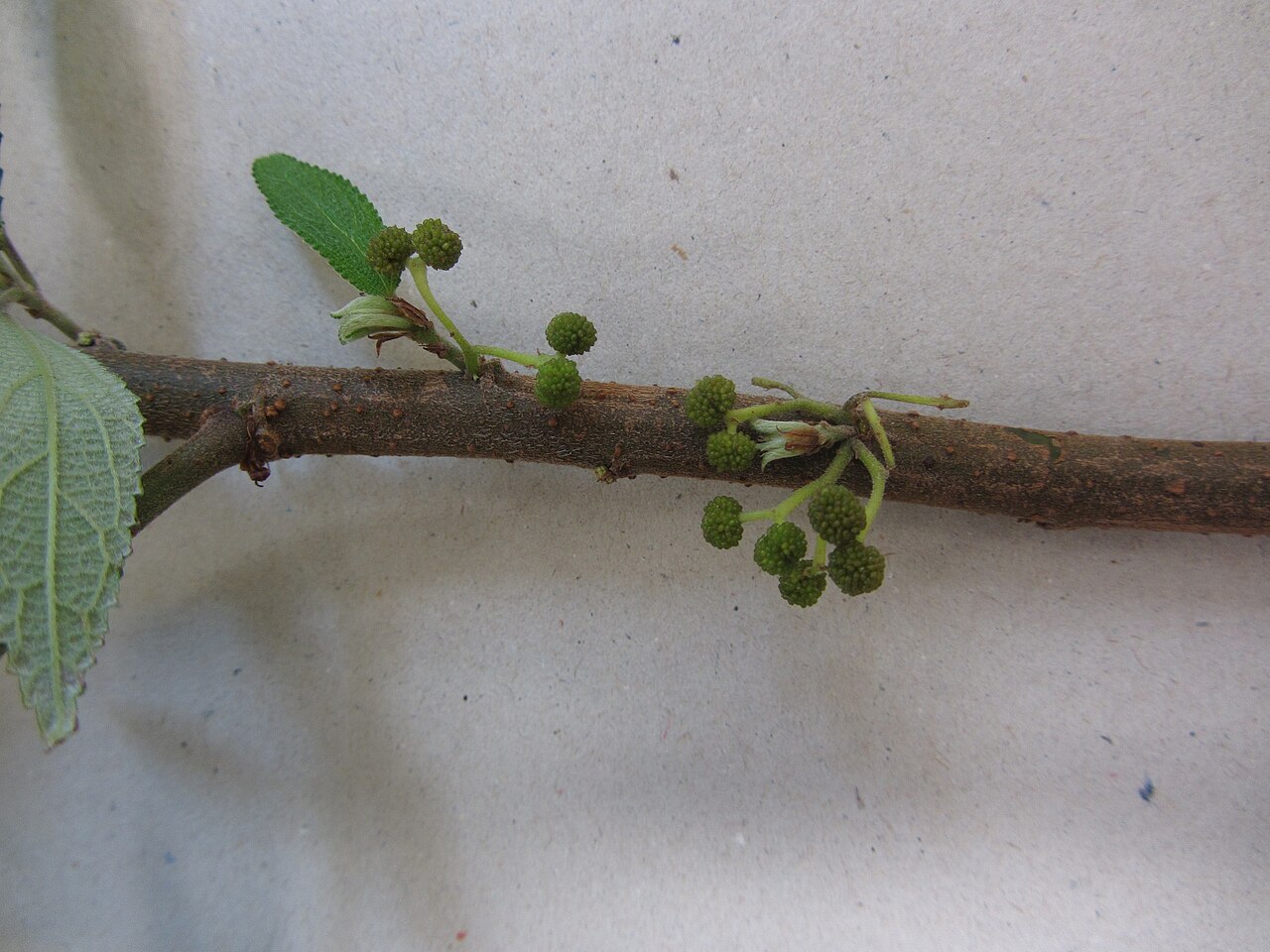 Debregeasia longifolia (Debregeasia longifolia)