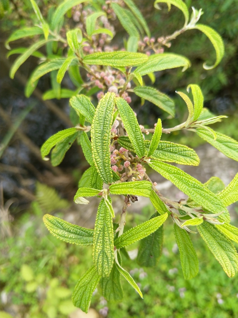 Debregeasia orientalis (Debregeasia orientalis)