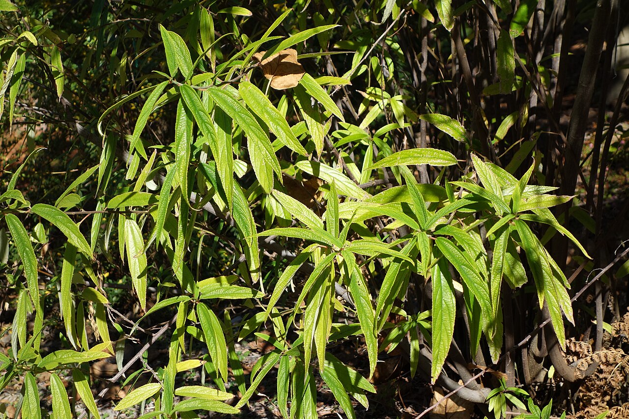 Debregeasia orientalis: Botanical specimen in Quarryhill Botanical Garden, Glen Ellen, California, USA.