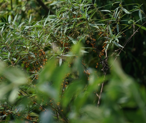 Debregeasia orientalis (Debregeasia orientalis)