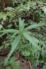 Debregeasia orientalis (Debregeasia orientalis)