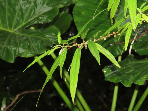 Debregeasia orientalis (Debregeasia orientalis)