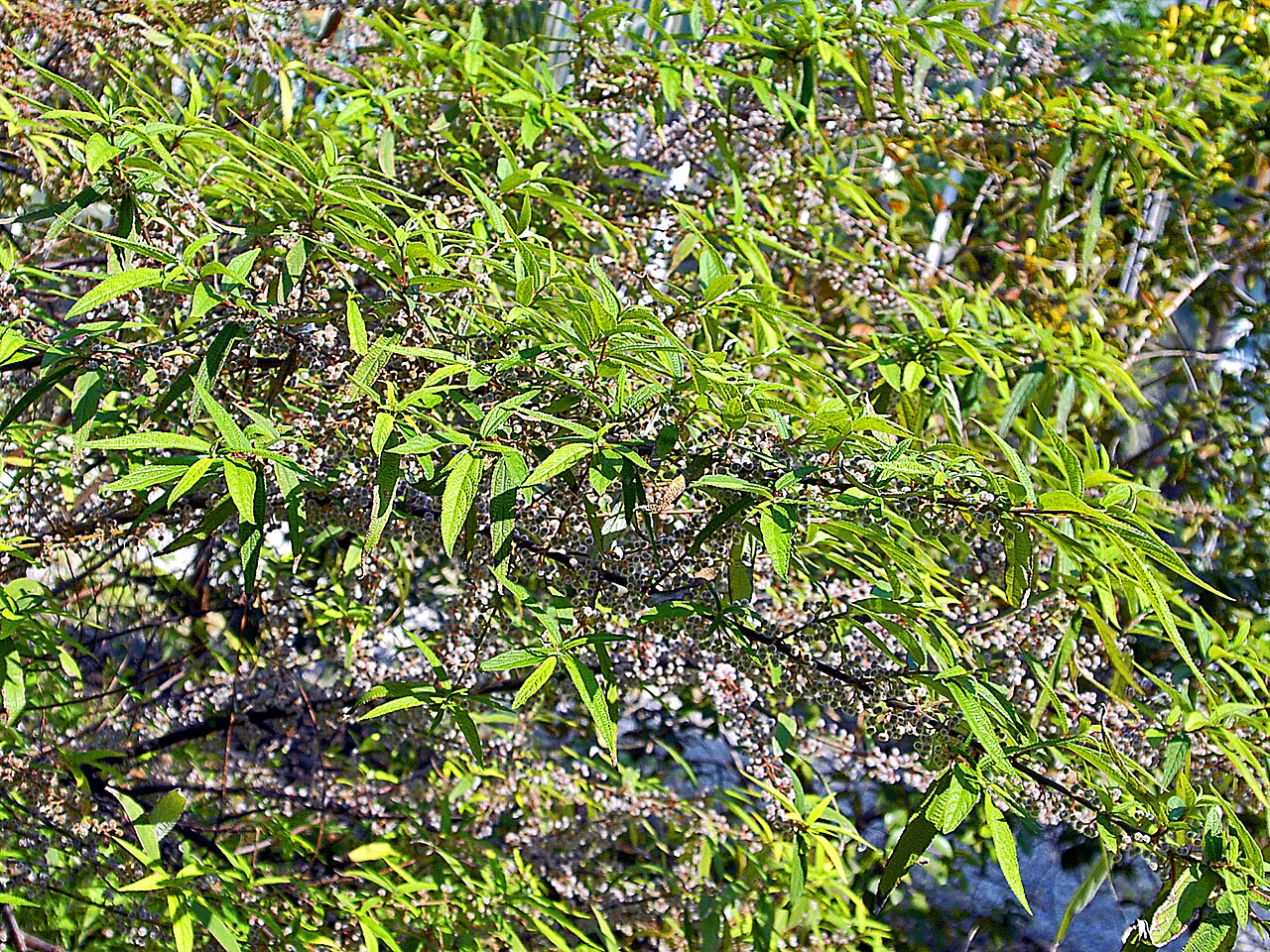 Debregeasia orientalis: Shrub of Debregeasia orientalis at Villa Durazzo-Pallavicini, Genova, Pegli