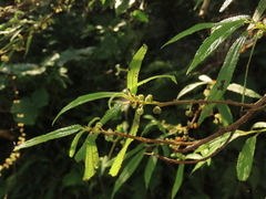 Debregeasia orientalis (Debregeasia orientalis)